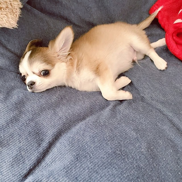 macyaさんの実例写真