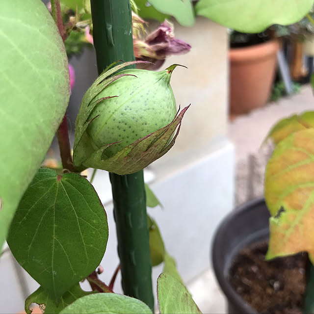eshinobumさんの実例写真