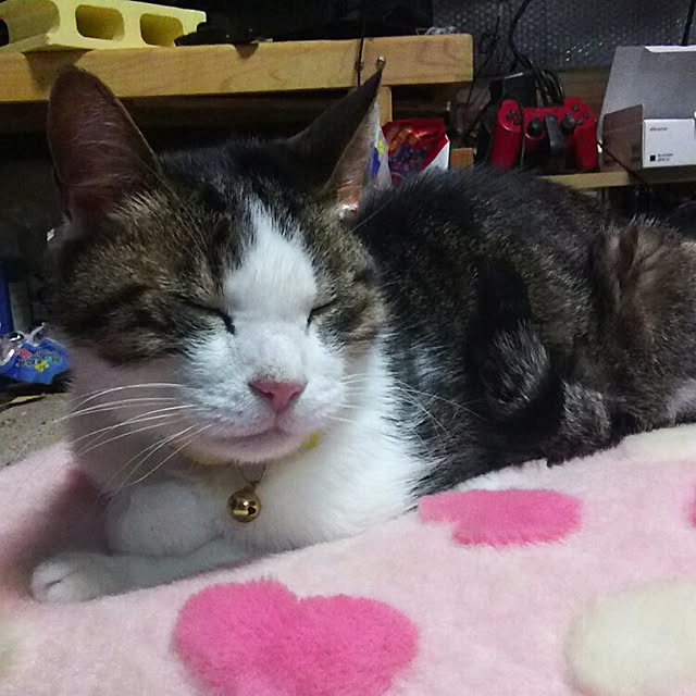 ah1123さんの実例写真