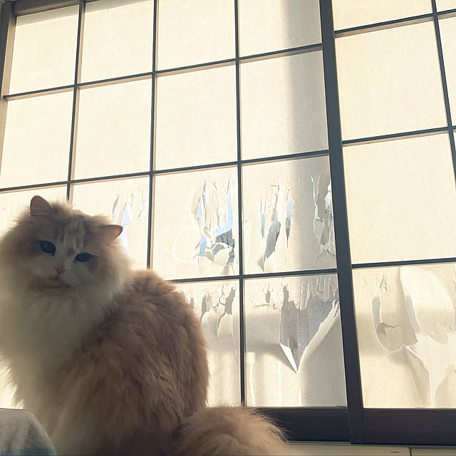 yuuchoさんの実例写真