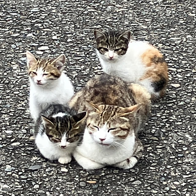 koroさんの実例写真