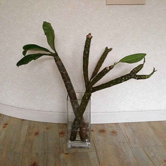 Bobさんの実例写真