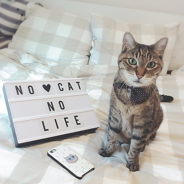 lovecatさんの実例写真