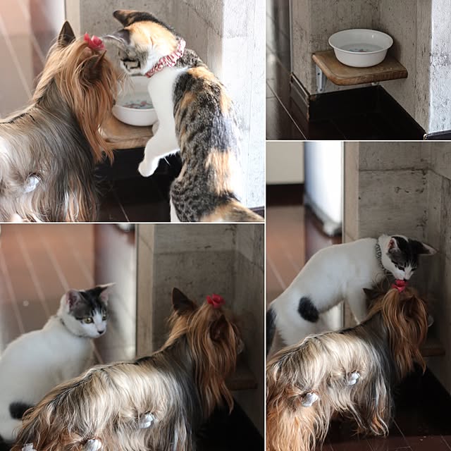 surireraさんの実例写真
