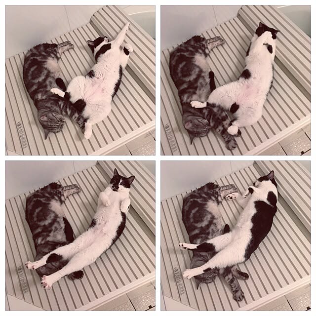 mikomaruさんの実例写真