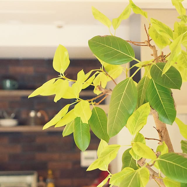 taka55さんの実例写真