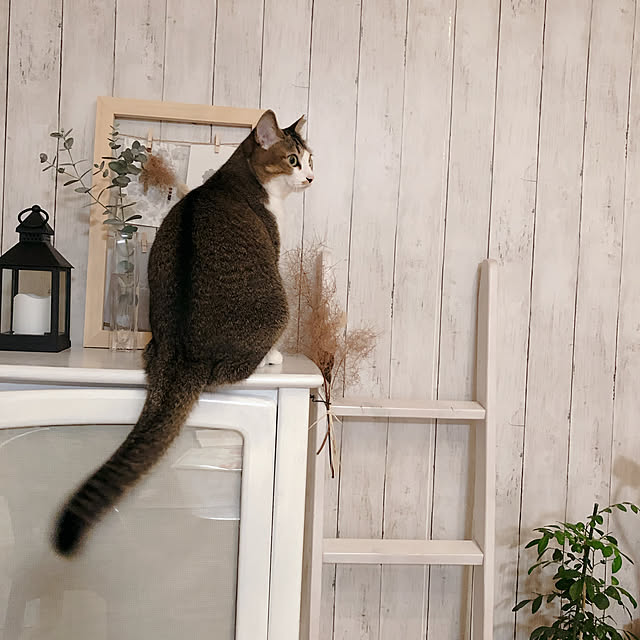 nekomiさんの部屋