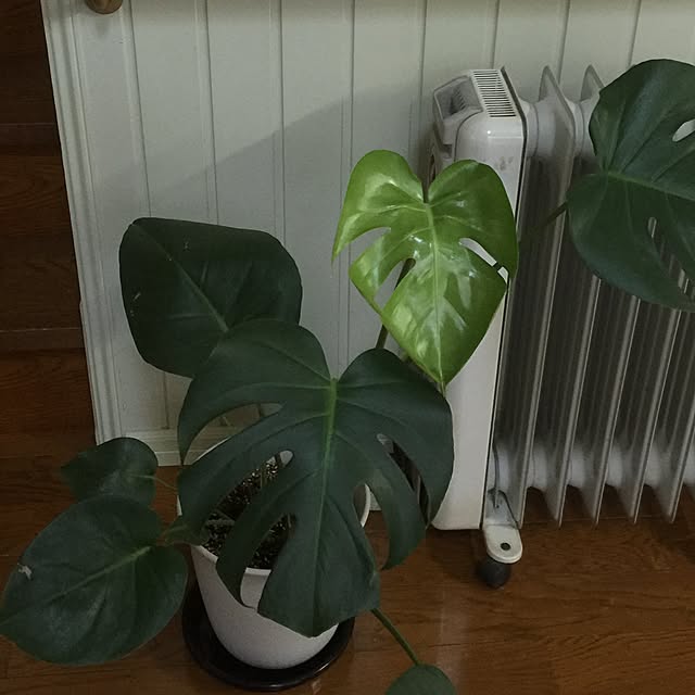 maruさんの実例写真