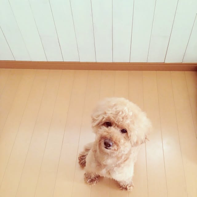 rookuさんの実例写真