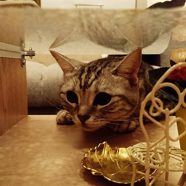 filament0109さんの実例写真