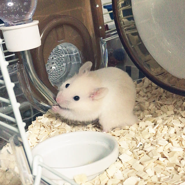 sh1tosaさんの実例写真