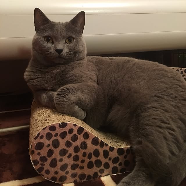 ikettenさんの実例写真