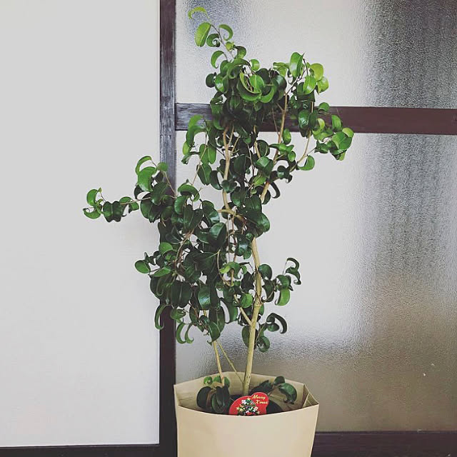 fujikoさんの実例写真