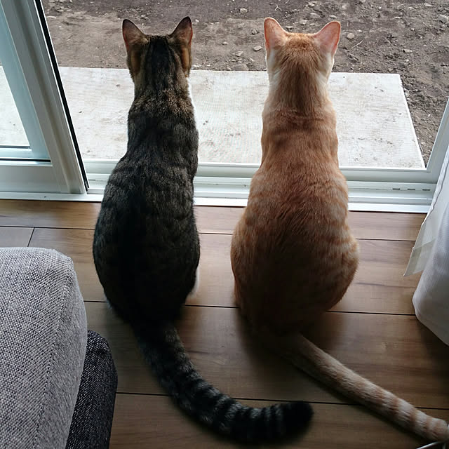 shiiiさんの実例写真