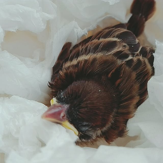 cocoさんの実例写真