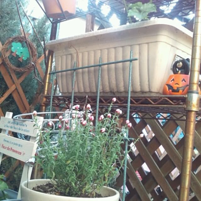 asa0521さんの実例写真