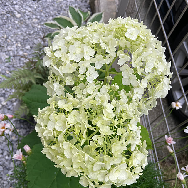shi-saさんの実例写真