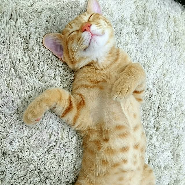 freesoulinkさんの実例写真