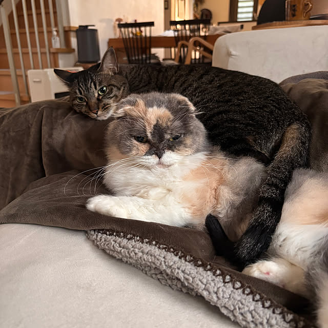 greycatsさんの実例写真