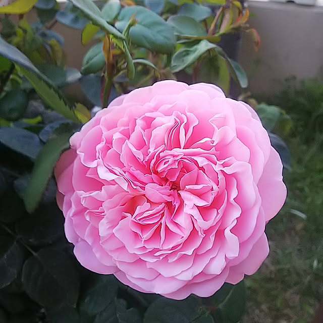 hiromimiさんの実例写真