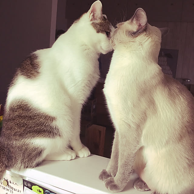 niko-25さんの実例写真