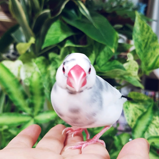 haruさんの実例写真