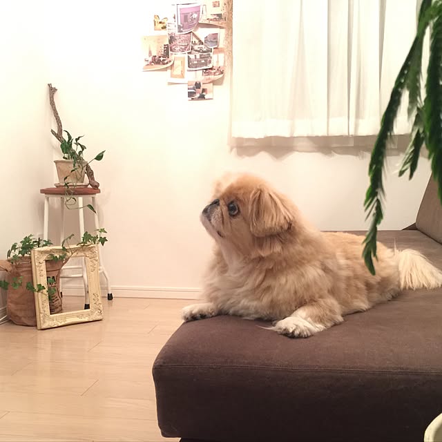 bubuさんの実例写真