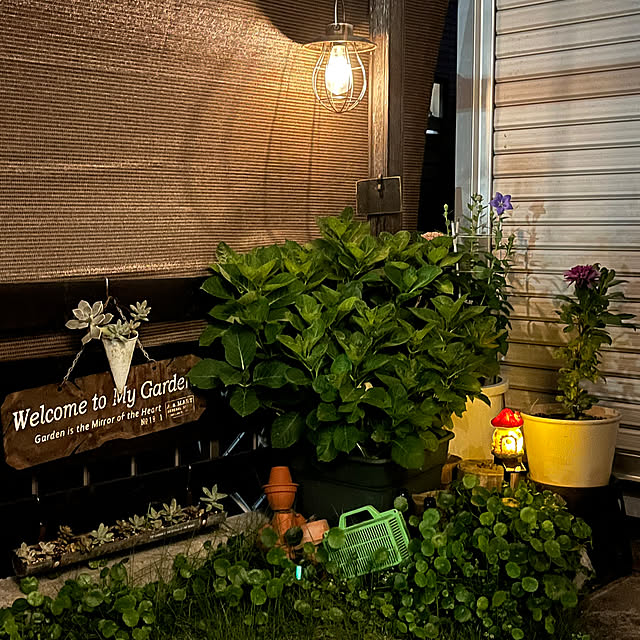 多肉植物/庭/雑貨/アンティーク/ガーデニング...などのインテリア実例 - 2023-06-20 20:00:43