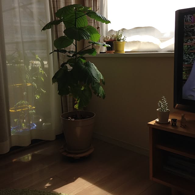coaccoさんの実例写真