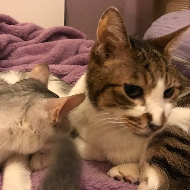 mi-mi-373さんの実例写真