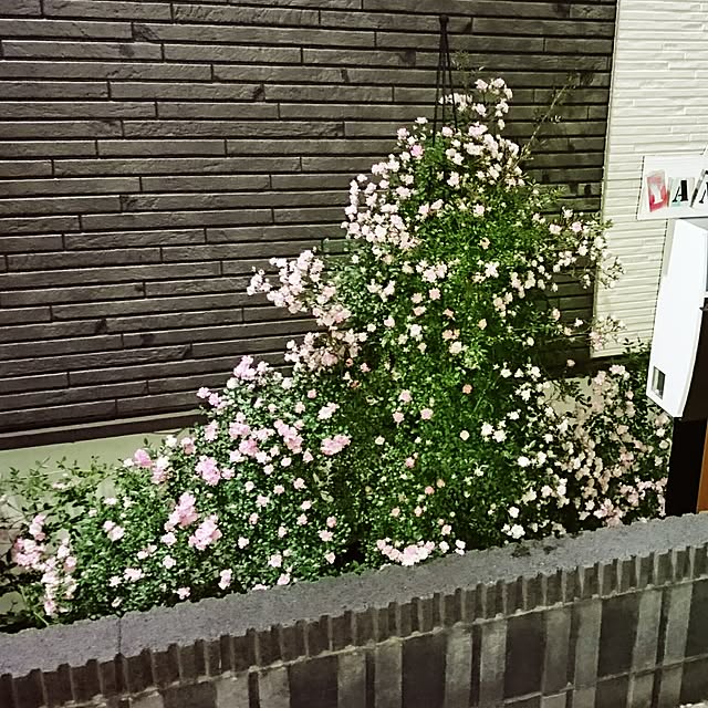 akiko--24さんの実例写真