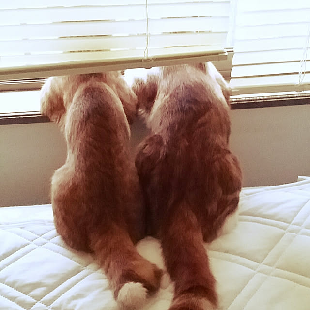 rapin8226さんの実例写真