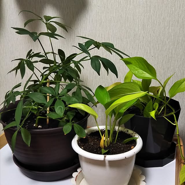 Tirorinさんの実例写真