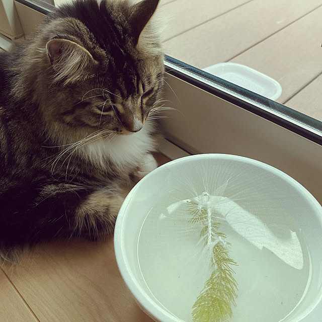 Komekoさんの実例写真
