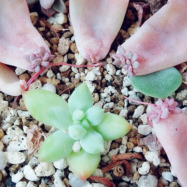 Chomeakiさんの実例写真