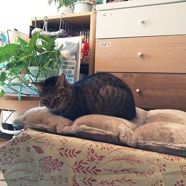 futukoさんの実例写真