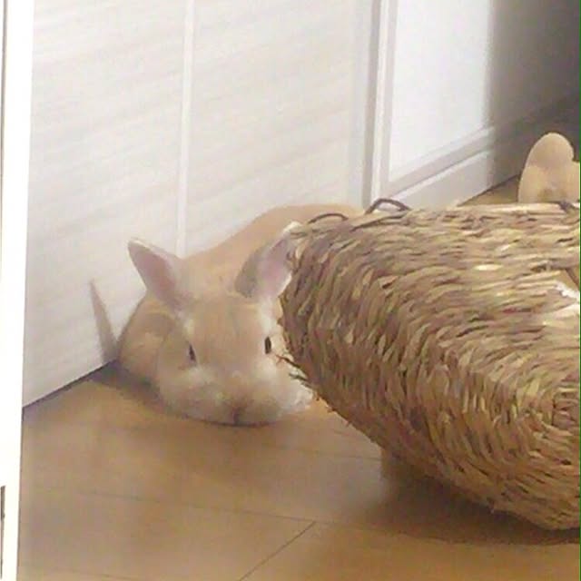 anthyさんの実例写真