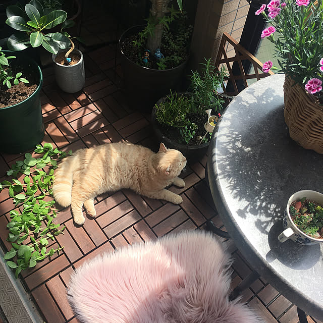 naokoさんの実例写真
