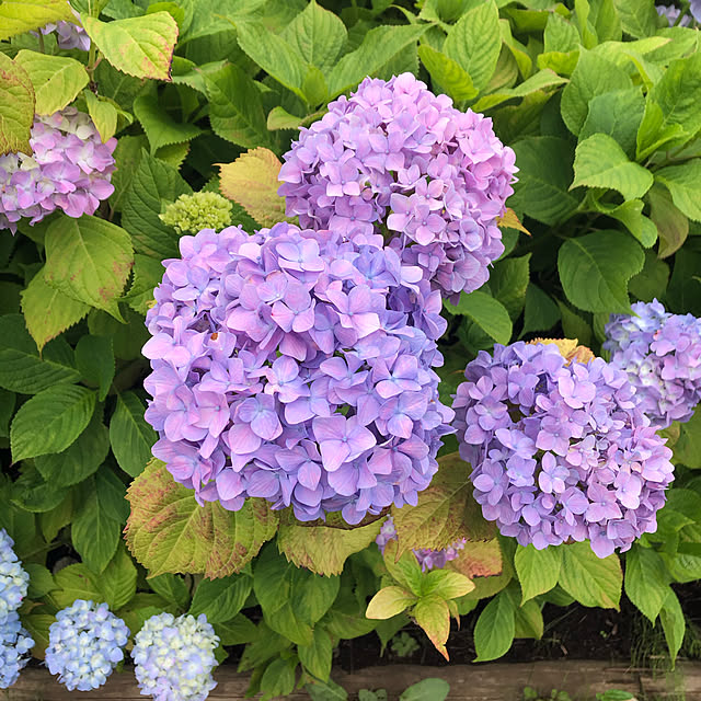 satomiho76さんの実例写真