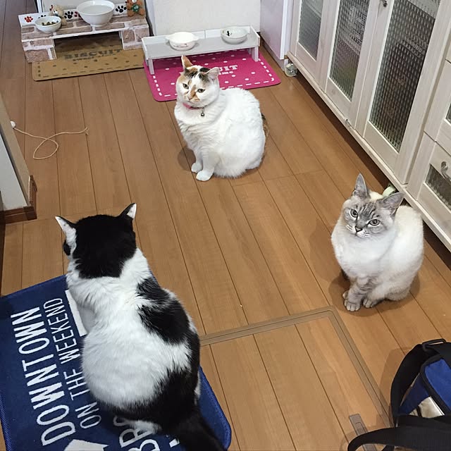 odekoさんの実例写真