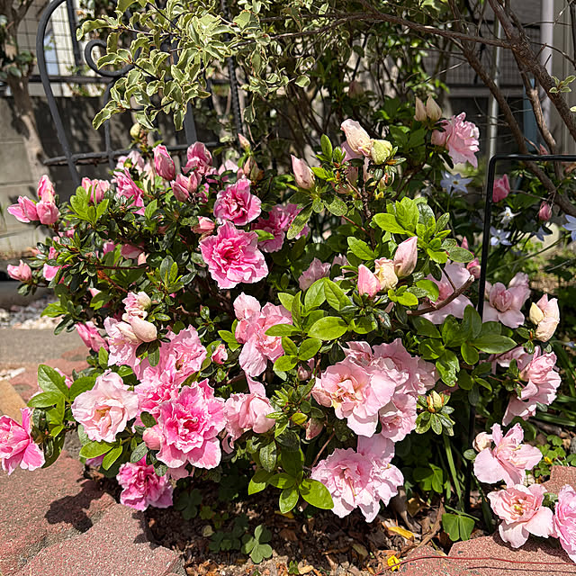 ronronさんの部屋