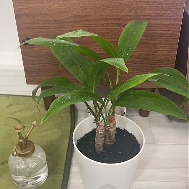 リビング/観葉植物のインテリア実例 - 2024-09-19 20:04:28