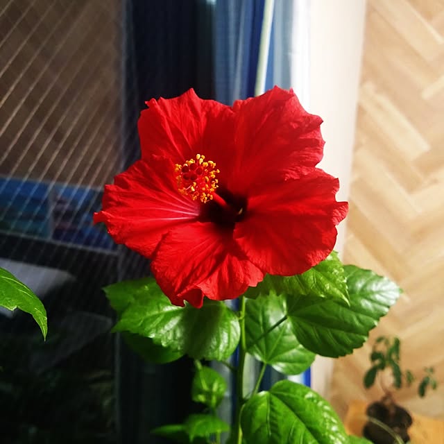 NAOKIさんの部屋