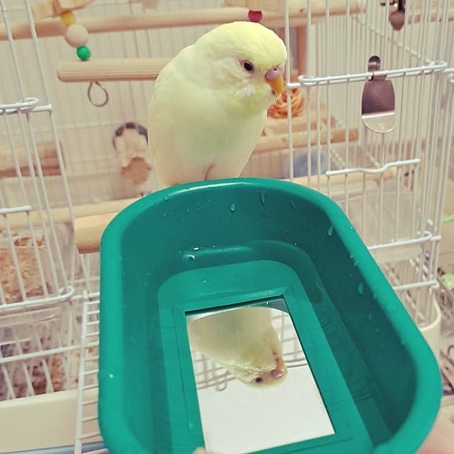 blueさんの実例写真