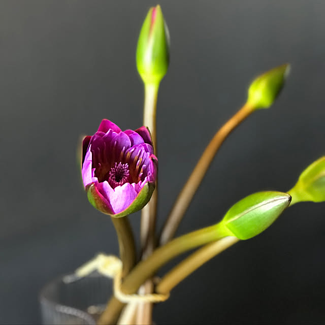玄関/入り口/観葉植物のインテリア実例 - 2020-02-29 14:11:31