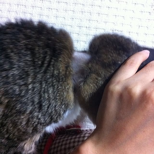 acoさんの実例写真