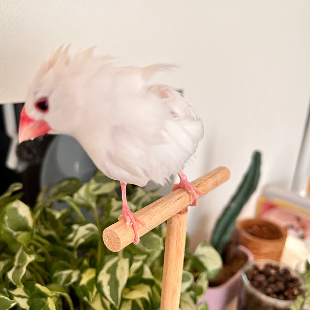 sumireさんの部屋