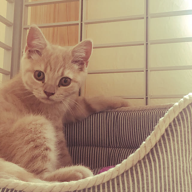 rincocoさんの実例写真