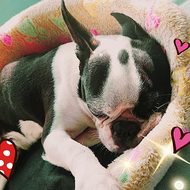 saiさんの実例写真