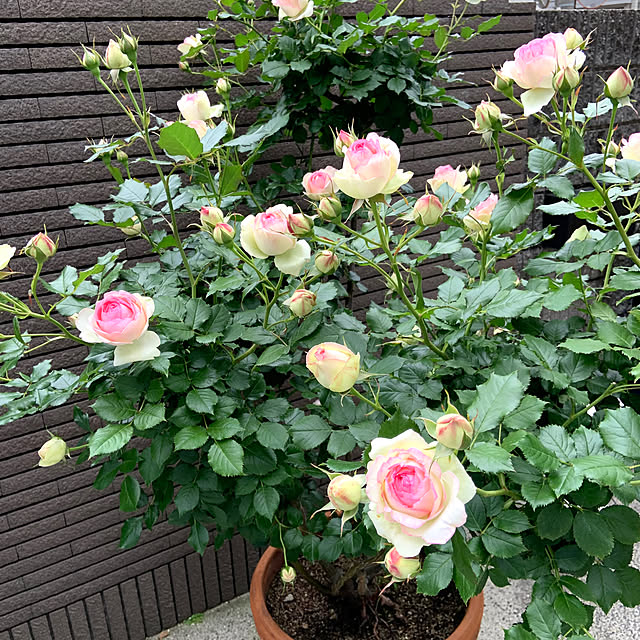 cocoさんの部屋